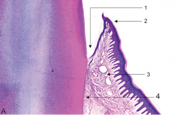 Periodontium Development Histology And Embryology For Dental Hygiene