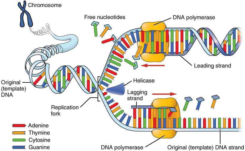 DNA Replication In Eukaryotes Mt Hood Community College Biology 102