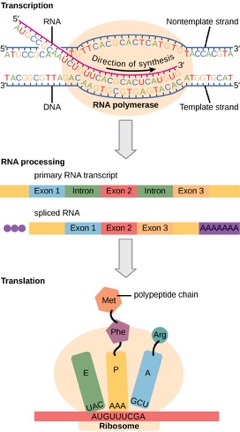 Prokaryotic Versus Eukaryotic Gene Expression Mt Hood Community