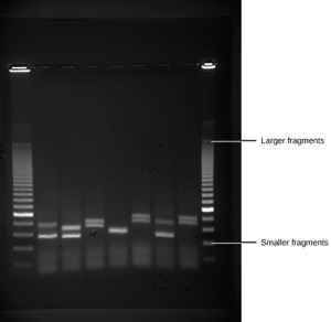 Manipulating Genetic Material Mt Hood Community College Biology 102