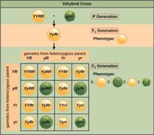 Pedigrees And Punnett Squares Mt Hood Community College Biology