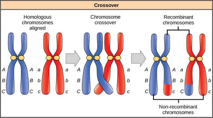 Linked Genes Violate The Law Of Independent Assortment Mt Hood