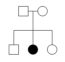 Pedigrees And Punnett Squares Mt Hood Community College Biology