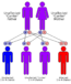 Pedigrees And Punnett Squares Mt Hood Community College Biology