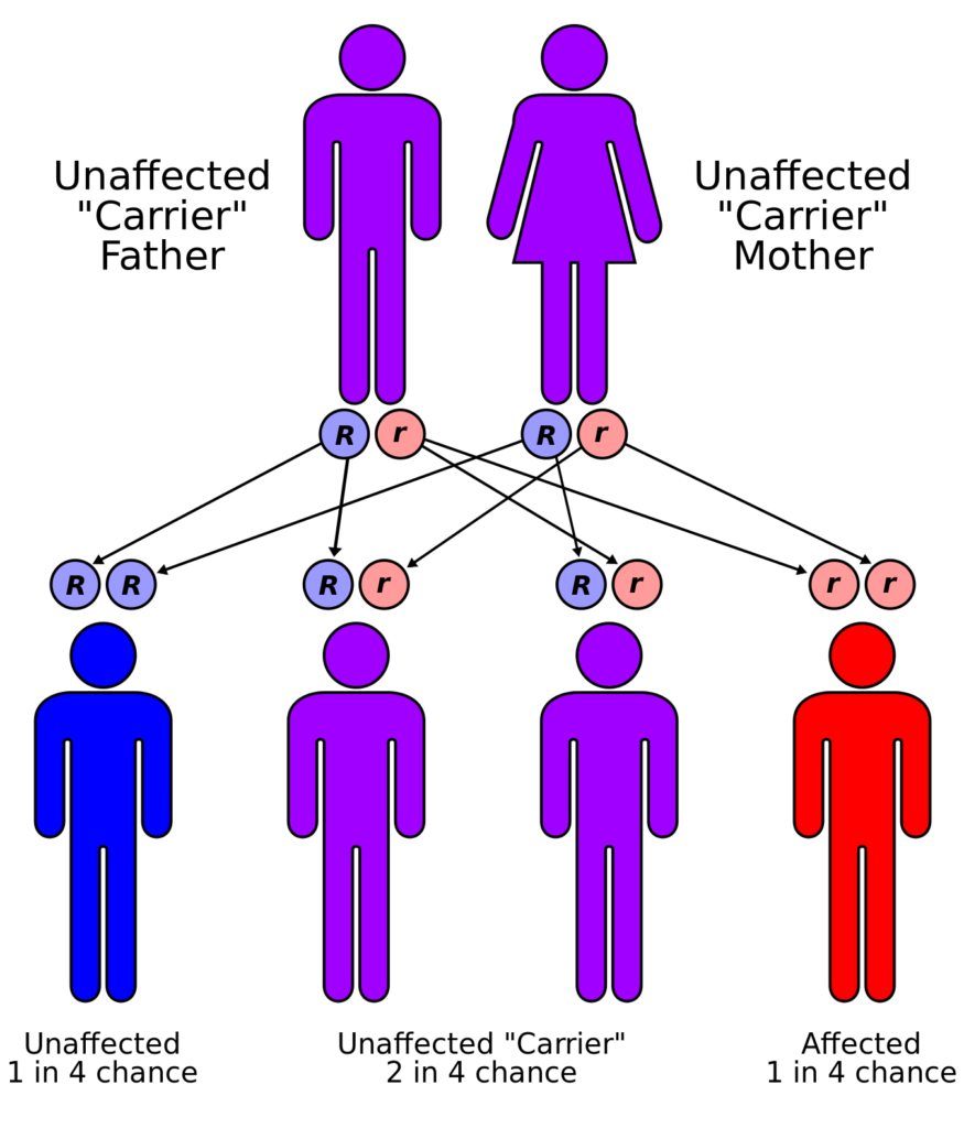 Pedigrees And Punnett Squares Mt Hood Community College Biology