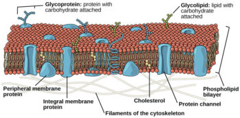 The Plasma Membrane And The Cytoplasm Mt Hood Community College