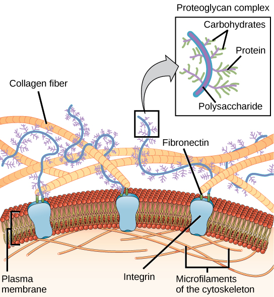 Extracellular Matrix And Intercellular Junctions Mt Hood Community