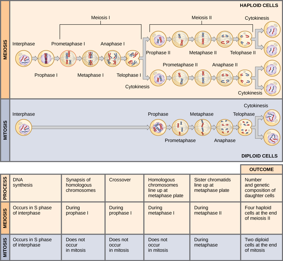 Comparing Meiosis And Mitosis MHCC Biology Biology For Health Professions