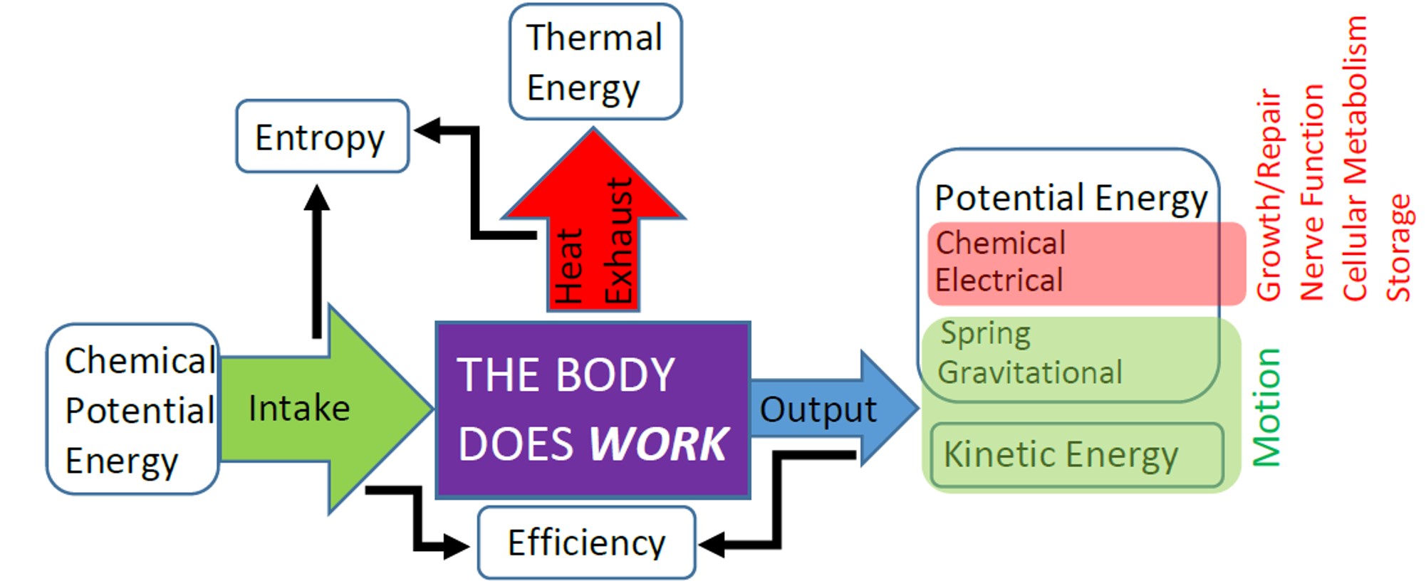 Efficiency Of The Human Body Body Physics Motion To Metabolism