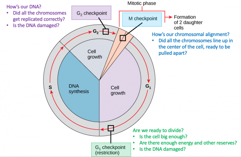 Control Of The Cell Cycle Mhcc Biology Biology For Health