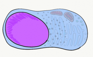 cell image