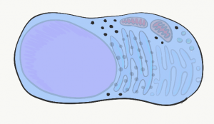 Illustration of a cell