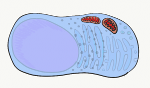 Illustration of a cell
