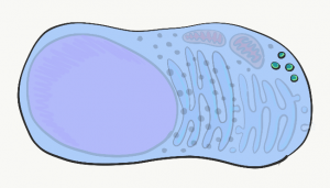 Illustration of a cell