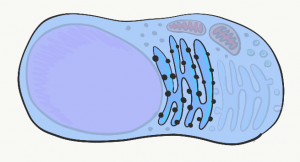 Illustration of a cell