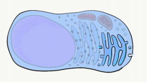 Illustration of a cell