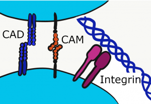 illustration of CAMs
