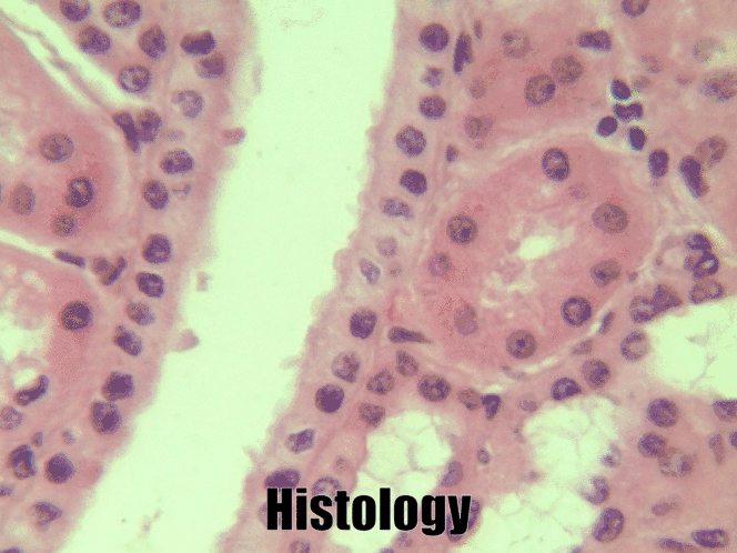 histology and animation of ciboidal epithelium