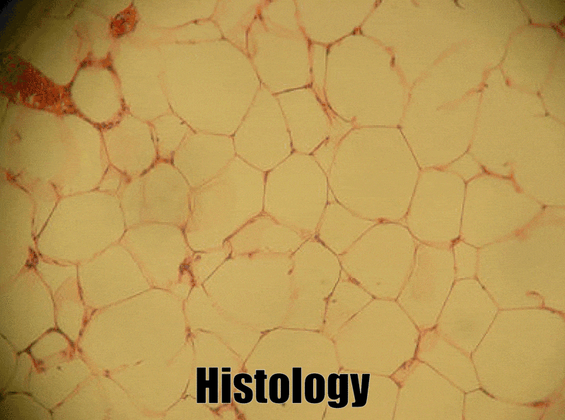 histology of adipose