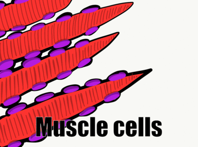 animation of muscle tissue