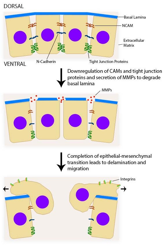 neural crest migration