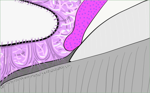 illusrtation of the periodontium