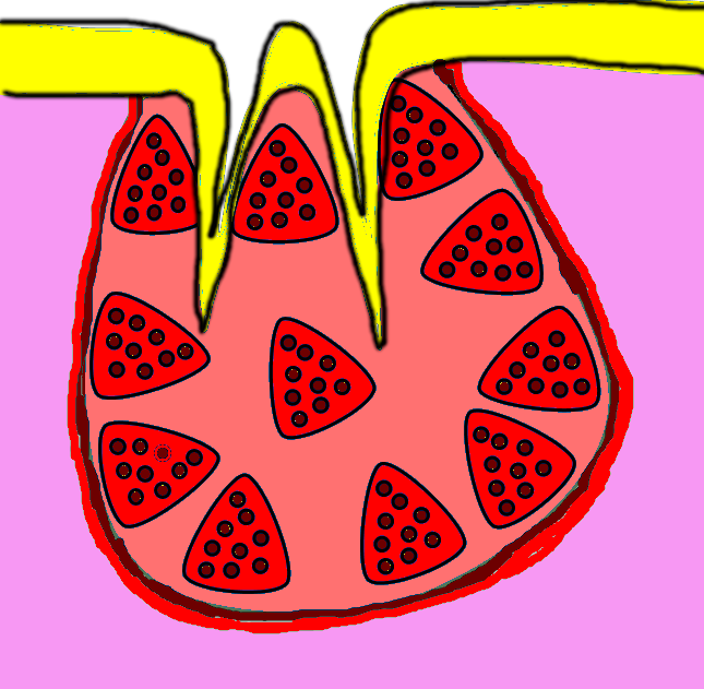 illustration of a tonsil