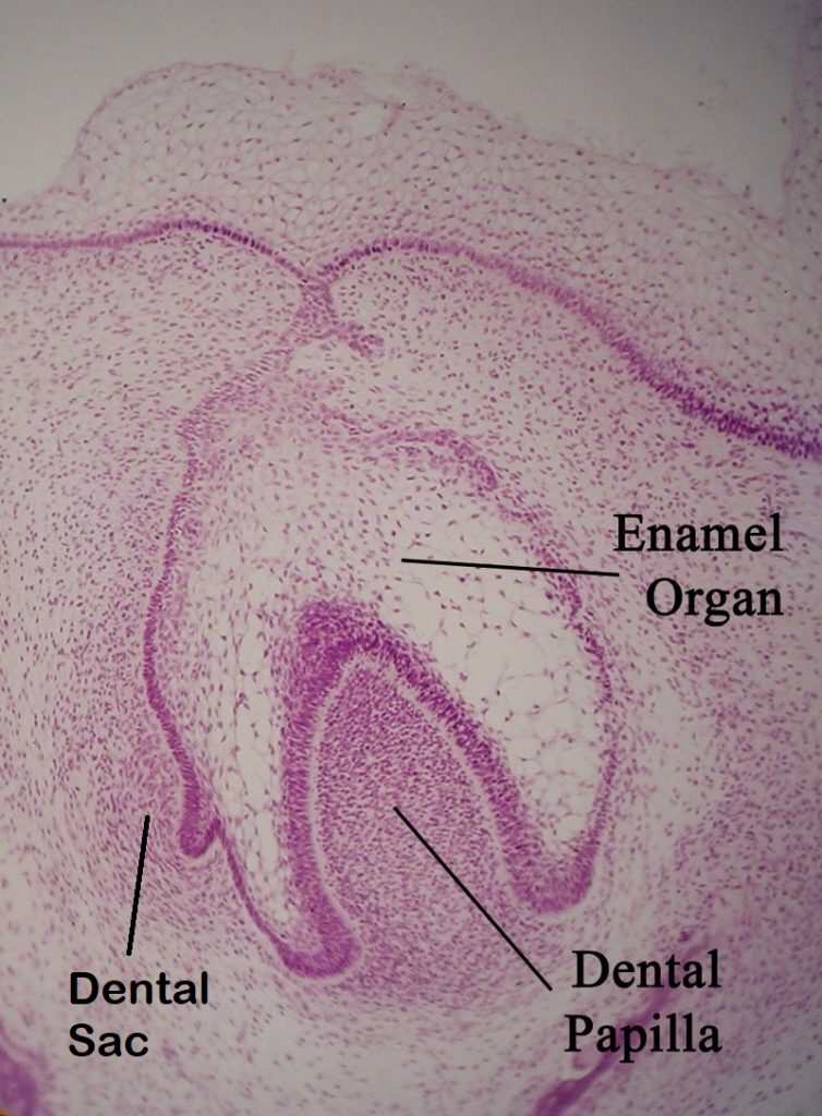 Tooth development u2013 Histology and Embryology for Dental Hygiene