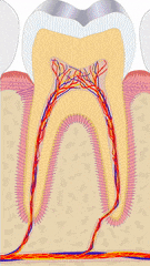 animation of types of dentin