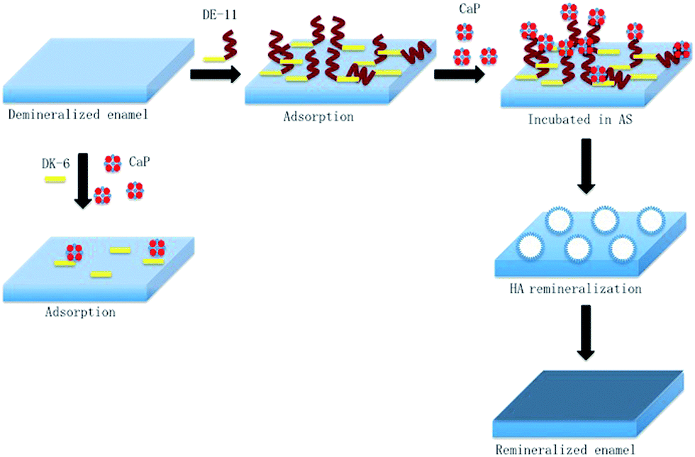 schematic of remineraliztion