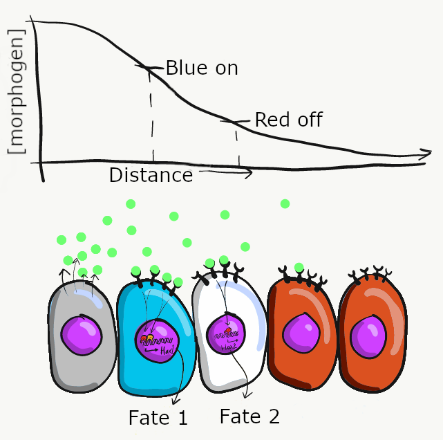 illustration of a morphogen gradient