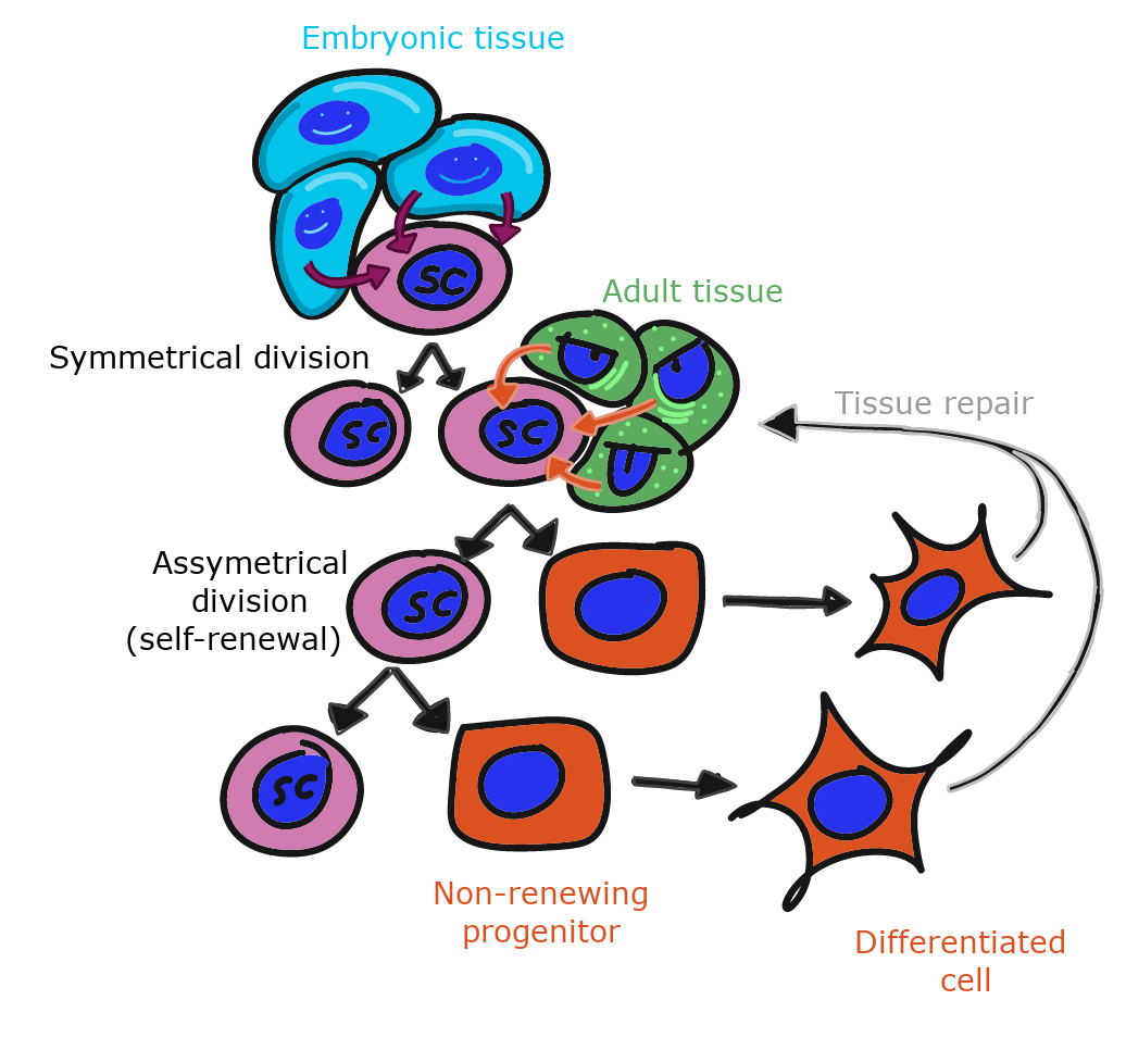 illustration of stem cell renewal