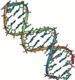 picture of double helix