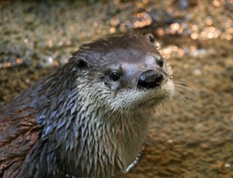 picture of an otter