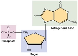 the three parts of a nucleotide