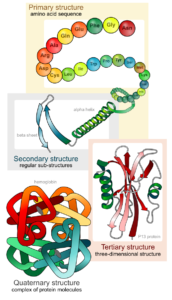 Main levels of protein structure