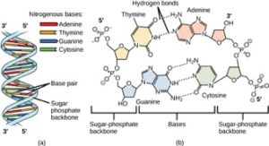 peptide backbone nitrogen atom