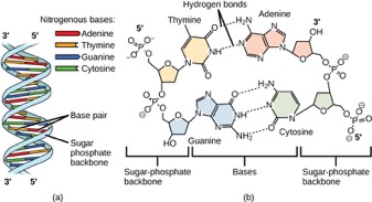 hydrogen bonding in dna