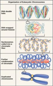 eukaryotic chromosome