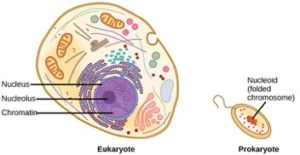 Prokaryote vs eukaryote chromosomes