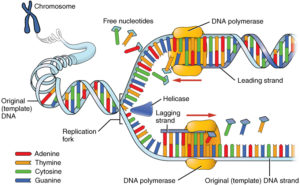 DNA replication in eukaryotes