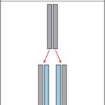 Semiconservative DNA replication