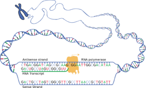 DNA transcription