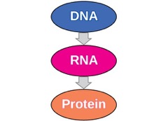 04.centraldogma