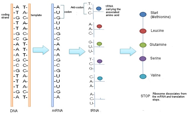 Proteinsynthese