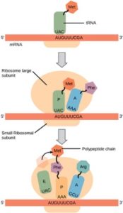 tRNA in the ribosome