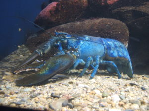 Blue lobster