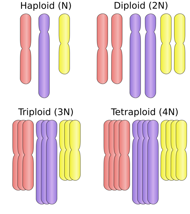 Changes in Chromosome Number Mt Hood Community College Biology 102