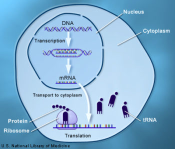 How Gene Mutations Occur – Mt Hood Community College Biology 102