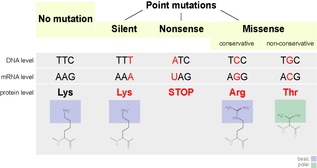 Types De Mutations Mt Hood Community College Biologie Tombouctou